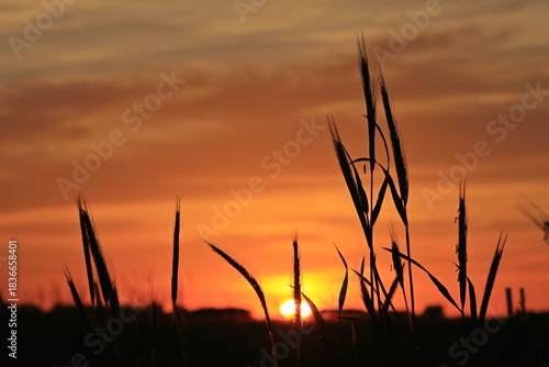 sunset over the field