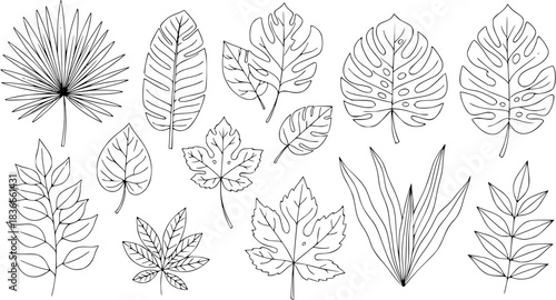 Leaf line art illustration, botanical outline of diverse plant leaves, nature vector design foliage, tropical, deciduous eco friendly environmental greenery