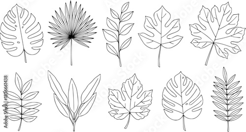 Leaf line art illustration, botanical outline of diverse plant leaves, nature vector design foliage, tropical, deciduous eco friendly environmental greenery
