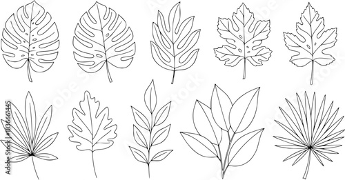 Leaf line art illustration, botanical outline of diverse plant leaves, nature vector design foliage, tropical, deciduous eco friendly environmental greenery