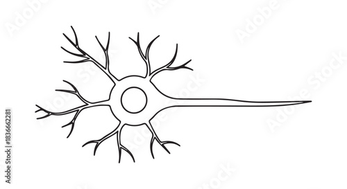 Illustration of a neuron with branching dendrites and axon showing neural structure.