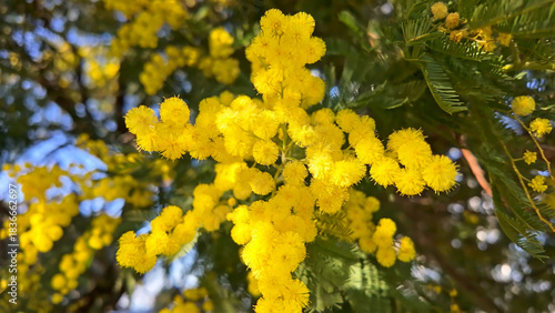 Bright acacia mimosa bloom outdoors on a sunny day, perfect background for spring holidays and floral design.