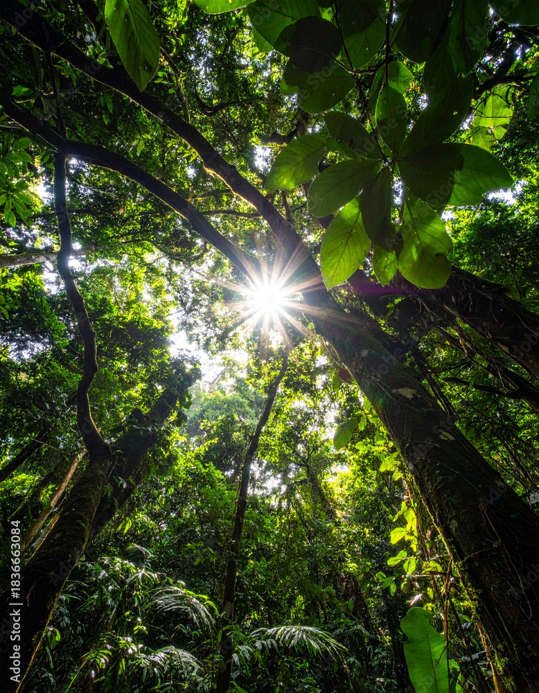 Obraz premium A striking pattern formed by the sun filtering through dense, overlapping leaves of the thick, equatorial rainforest canopy.