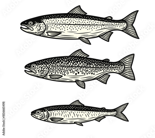 Threespecies fish monochrome illustration isolated on transparent background