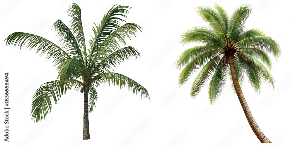 Obraz premium A Palm Tree isolated with transparent background