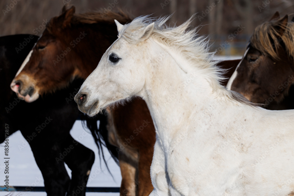 Obraz premium 冬に走る馬の群れ