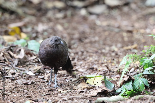 The bronze-tailed peacock-pheasant (Polyplectron chalcurum) is also known as the Sumatran peacock-pheasant.