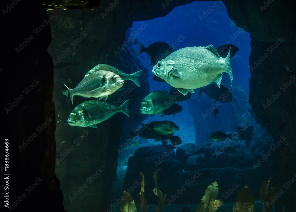 Obraz premium So called Wreckfish and grey snappers fishes in the water