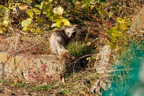 日中に現れた病気の狸