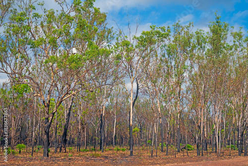 Fire Damage on a Regrowing Eucalyptus Forest