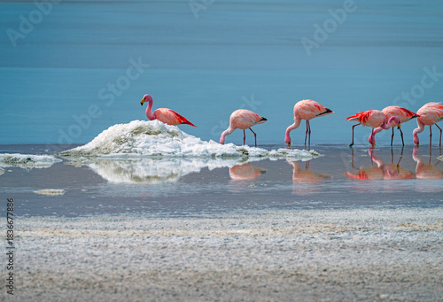 James' Flamingo Feeding in a Salt Lake