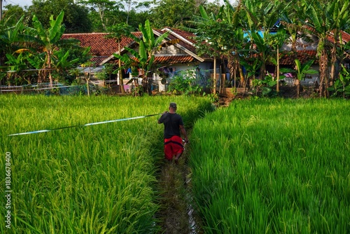 Garut, Indonesia - Des 14 2025: a farmer is walking among the rice plants