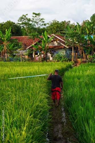 Garut, Indonesia - Des 14 2025: a farmer is walking among the rice plants