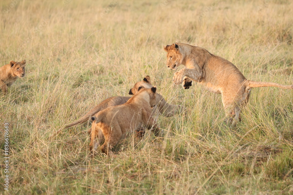 Obraz premium Playful lion cubs wrestling in tall grass, Maasai Mara, Kenya