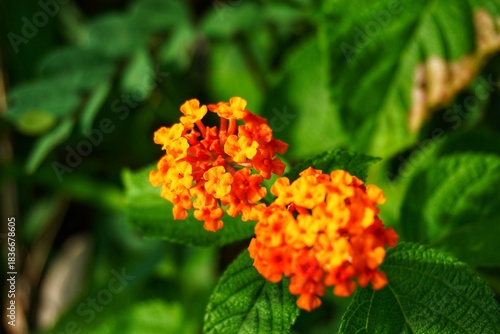 Orange flowers are also known as lantana flowers