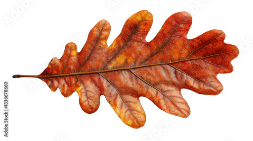 Oak autumn leaf showing dry brown and orange fall foliage, isolated with a transparent background