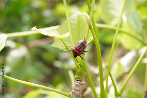life of a red beetle with black spots exploring the stems and leaves
