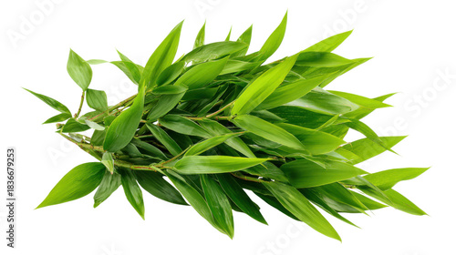 Green fresh lucky bamboo leaves on a transparent background, tropical plant foliage for natural design elements