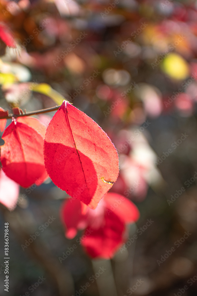Obraz premium 赤い葉