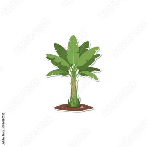 A single green leafy banana tree stands rooted in brown soil with small stones under a bright light isolated on a black background with white outline