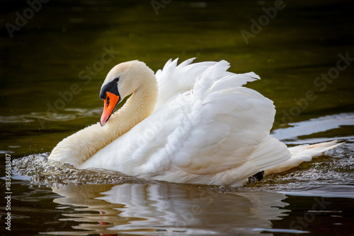 Photos Close-up of a beautiful white mute swan (Cygnus olor) swimming in green water