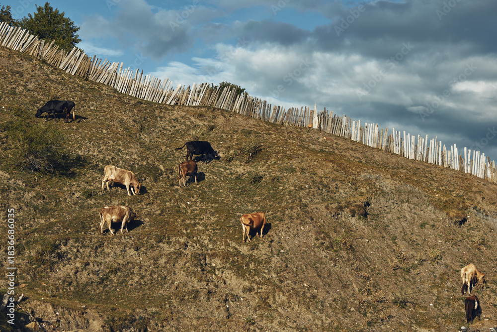 Obraz premium Landscape with grazing cattle on a gentle hillside under a wooden fence and cloudy sky, peaceful rural scene featuring livestock and open space