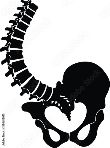 Detailed human spine and pelvic bone silhouette illustration showing anatomical structure, orthopedic design, medical anatomy graphic for education and healthcare use