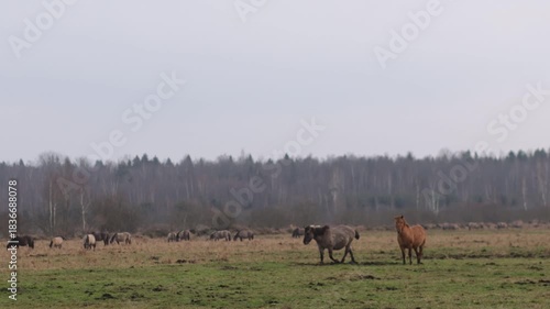 Wild tarpan horses in the wild in autumn
