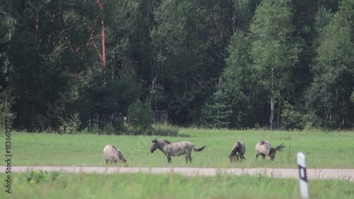 Wild tarpan horses in the wild in autumn
