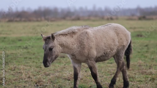 Wild tarpan horses in the wild in autumn
