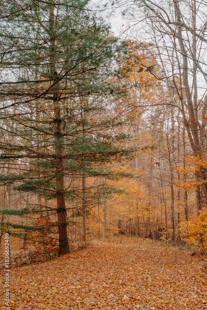 Fototapeta premium autumn forest path covered in leaves