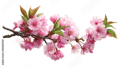 Blooming pink sakura flowers on a branch with fresh leaves, representing spring, nature, and new beginnings on transparent background