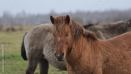 Wild tarpan horses in the wild in autumn
