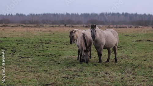 Wild tarpan horses in the wild in autumn
