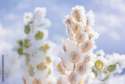 Weed yellow plant with seeds in hoarfrost in snowy garden.