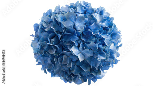 Blue hydrangea blossom with vibrant petals, close up, showing nature's beauty and soft floral elegance, transparent background