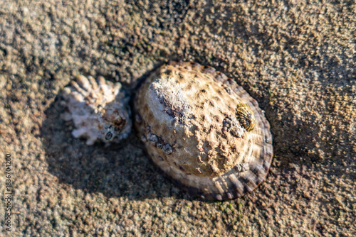 Lottia gigantea, owl limpet, sea snail, a true limpet, a marine gastropod mollusc in the family Lottiidae.  Heisler Park, Laguna Beach is a city in Orange County, California, United States. Pacific Oc