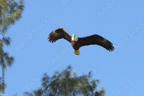 american bald eagle