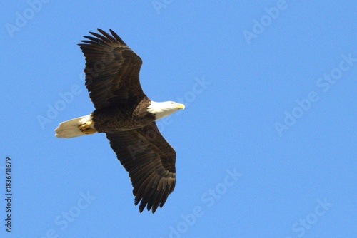  american bald eagle in fly doing the nest