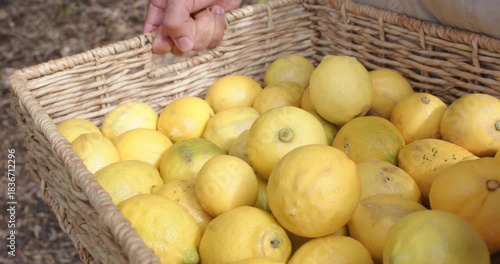 Mustard sleeve hand sweeping lemons, denim hand gripping basket and lifting lemon for ripeness