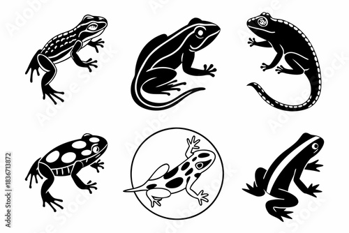 Artistic Amphibian Ensemble: A collection of stylized amphibian illustrations showcases the diverse forms and patterns within this fascinating animal group, creating an engaging visual experience.