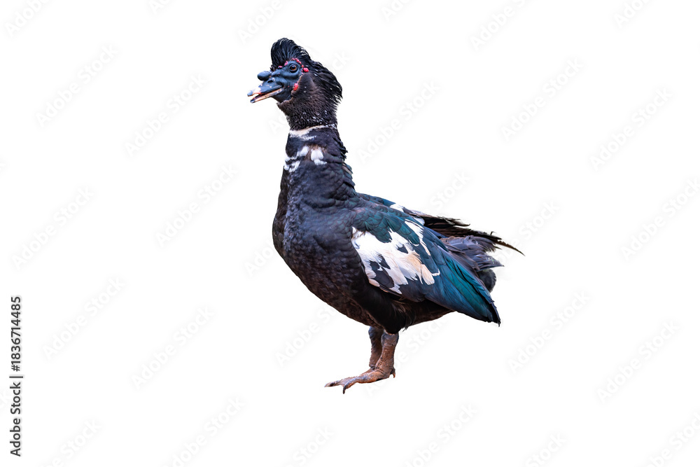 image to crop