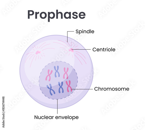 Vector illustration of Mitosis phase. Prophase	