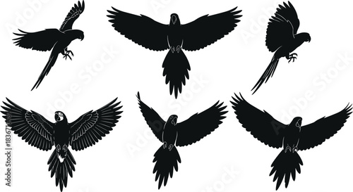 Set of black silhouette flying macaw parrot birds with spread wings, vector illustration isolated on white background for tropical wildlife nature design