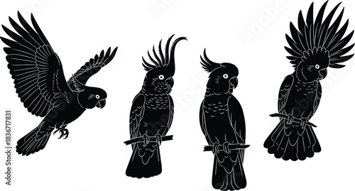 Set of black cockatoo silhouettes, tropical bird vector illustrations, isolated on white background, flying and perched parrot icons, wildlife nature design collection.