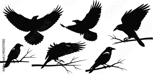 Set of black crow silhouettes, flying and perched raven vector illustration, halloween horror bird collection, dark wildlife nature design, isolated on white background