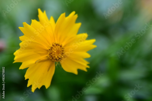 Una bella flor amarilla