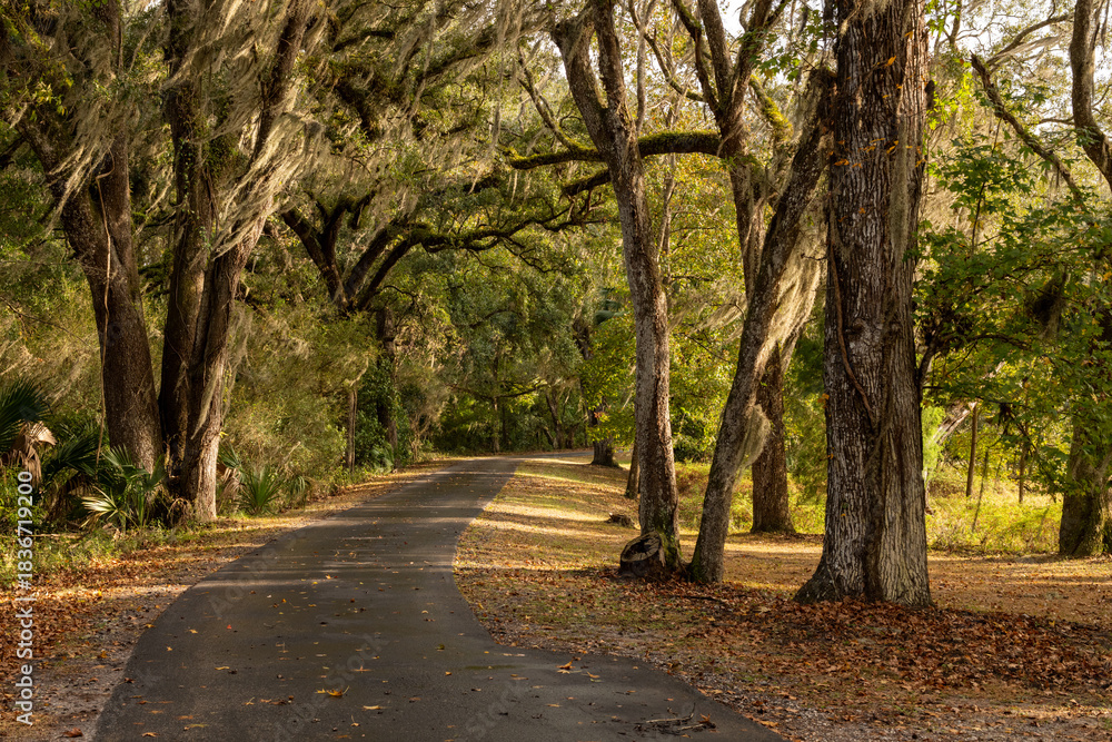 Fototapeta premium Tree Line Path