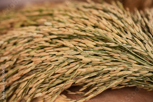 Rice of ears on natural background.