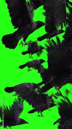 Wildlife Motion with black crows fly across the sky close on a green screen distortion, overlay, glitch, static noise, scan lines background, 4k animated video loop